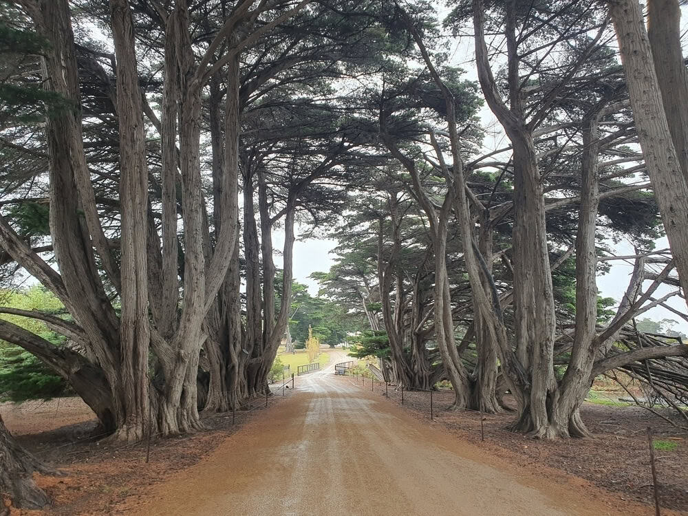 A dirt road lined with tall, dense trees leads to a distant gate, creating a tunnel-like effect. The trees have large trunks and are closely spaced, forming a shaded canopy over the road—a perfect path leading to your serene Maria Island accommodation.