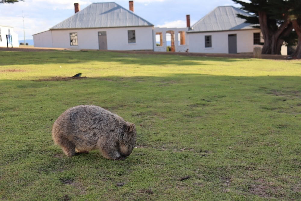 A wombat grazes on a grassy lawn in front of white cottages with metal roofs while hikers enjoy Maria Island trails on a sunny day.