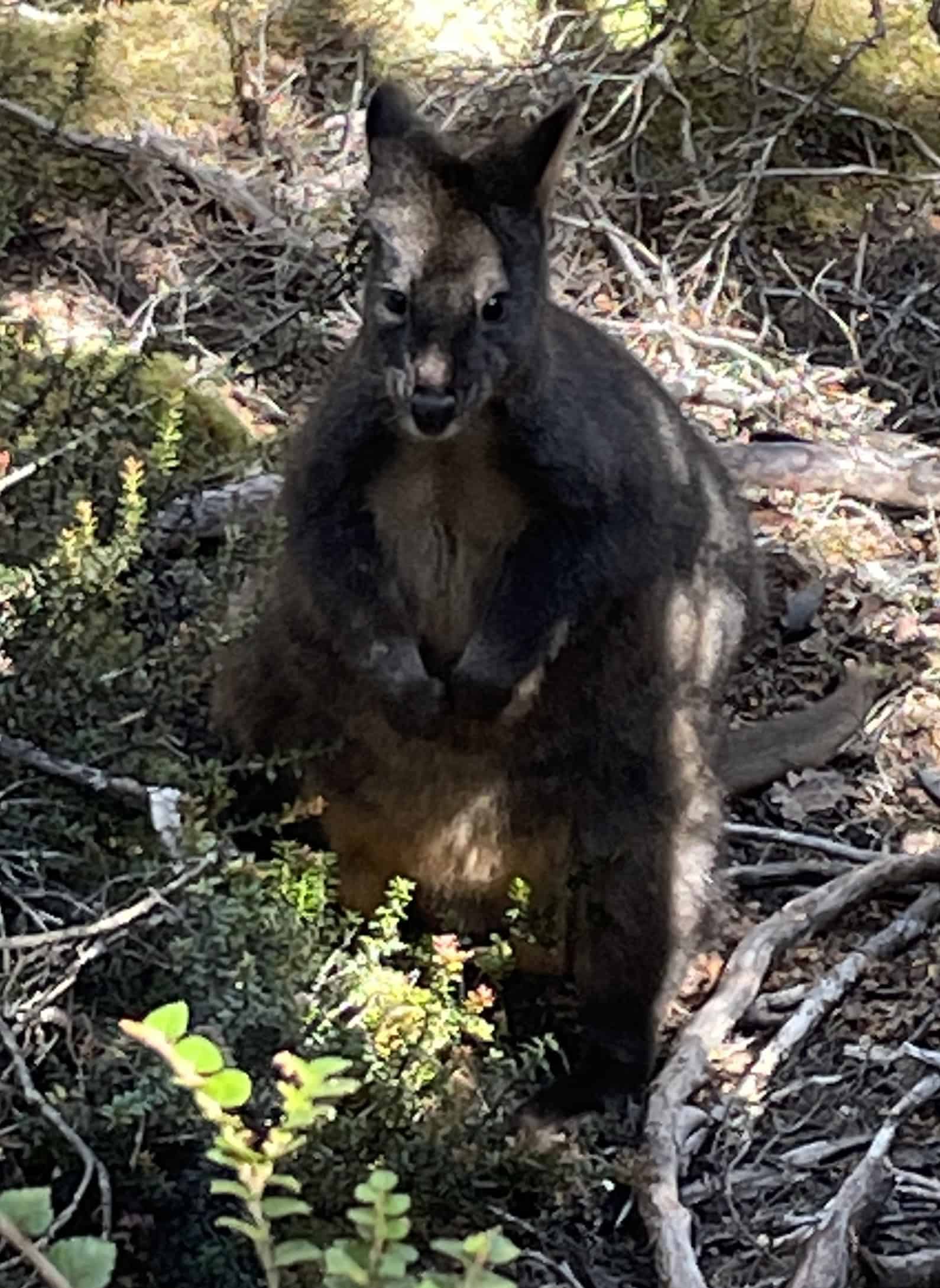 A small, dark-colored wallaby stands upright amidst forest underbrush, with sunlight filtering through the trees, a serene moment for those exploring the Overland Track solo.
