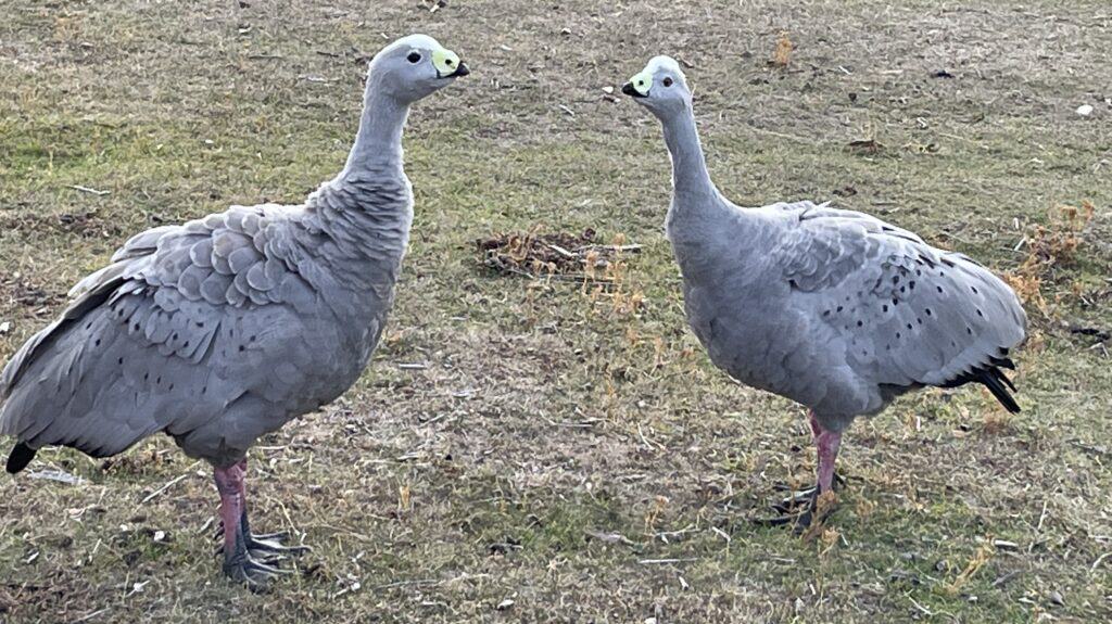 Two large, grey birds with yellow beaks and pink legs stand facing each other on a grassy field on Maria Island Tasmania. Their striking appearance adds to the charm of this natural haven, making it a perfect spot for birdwatchers amidst your Maria Island hiking adventure.
