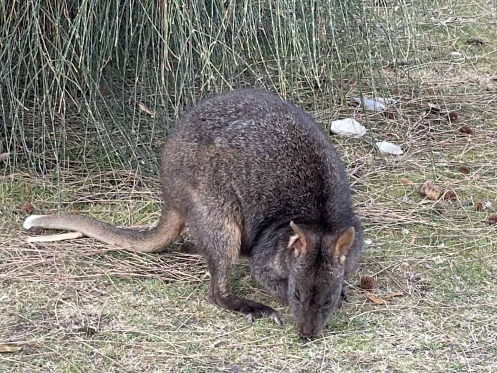 A small brown wallaby crouches on the ground, nibbling on some grass, with tall grass plants in the background—a perfect snapshot for anyone interested in Maria Island hiking.