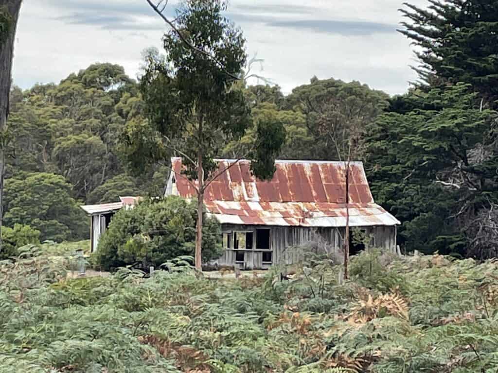 An old, rusty-roofed wooden cabin is surrounded by dense greenery and ferns with a forest in the background under an overcast sky, offering a quintessential Maria Island accommodation experience.