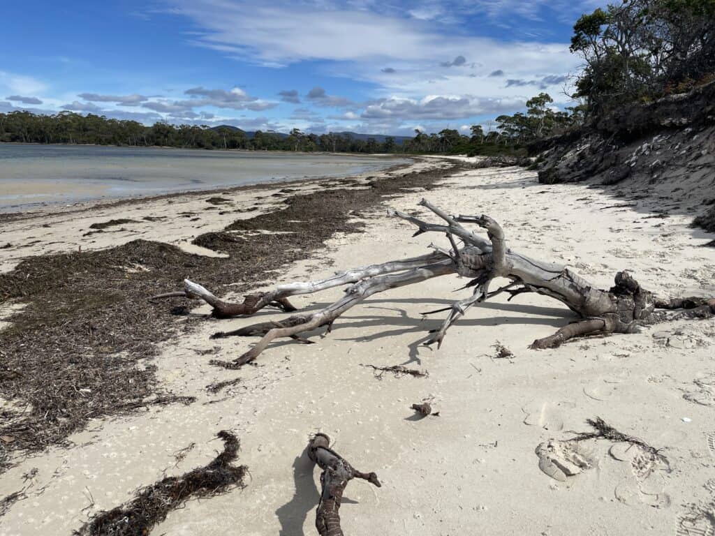 A sandy beach on Maria Island, Tasmania, with scattered driftwood, seaweed, and coastal trees lining the shoreline. The sky is partly cloudy, creating a serene backdrop for those considering Maria Island camping.