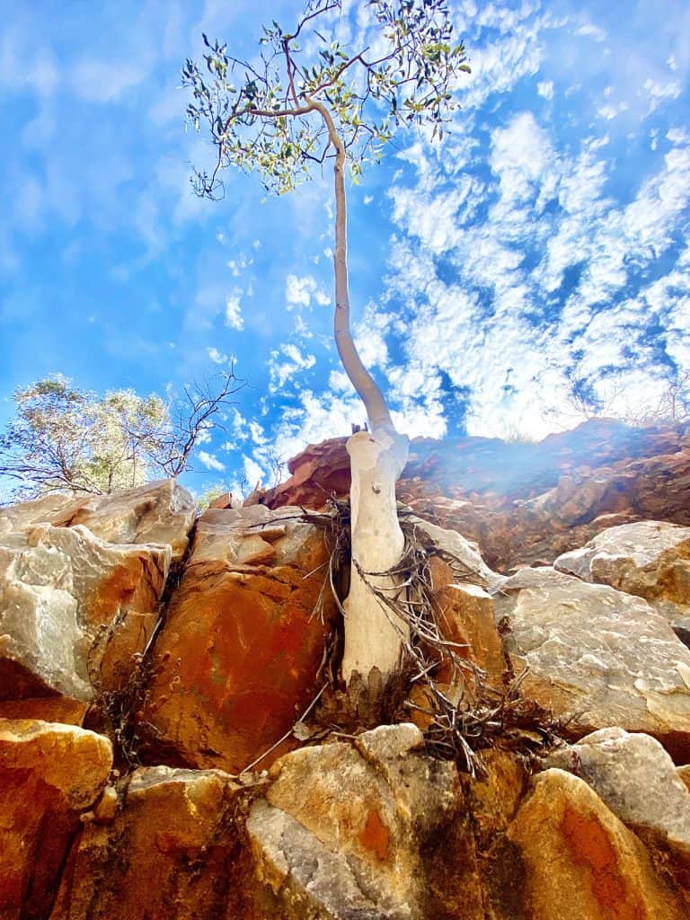A solitary Ghost Gum tree grows from a rocky red outcrop under a clear blue sky on the Larapinta Trail with sunlight filtering through its leaves.