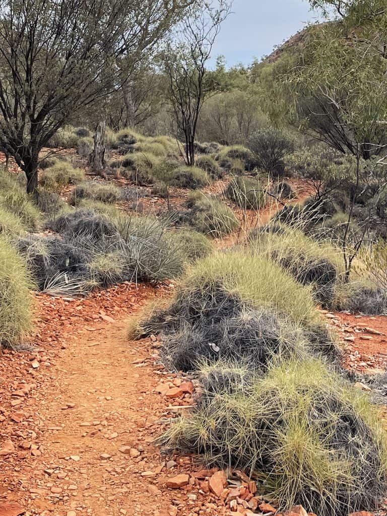 A narrow dirt trail winds through a dry scrubland with sparse trees and clumps of spiky shrubs, known as Spinifex
