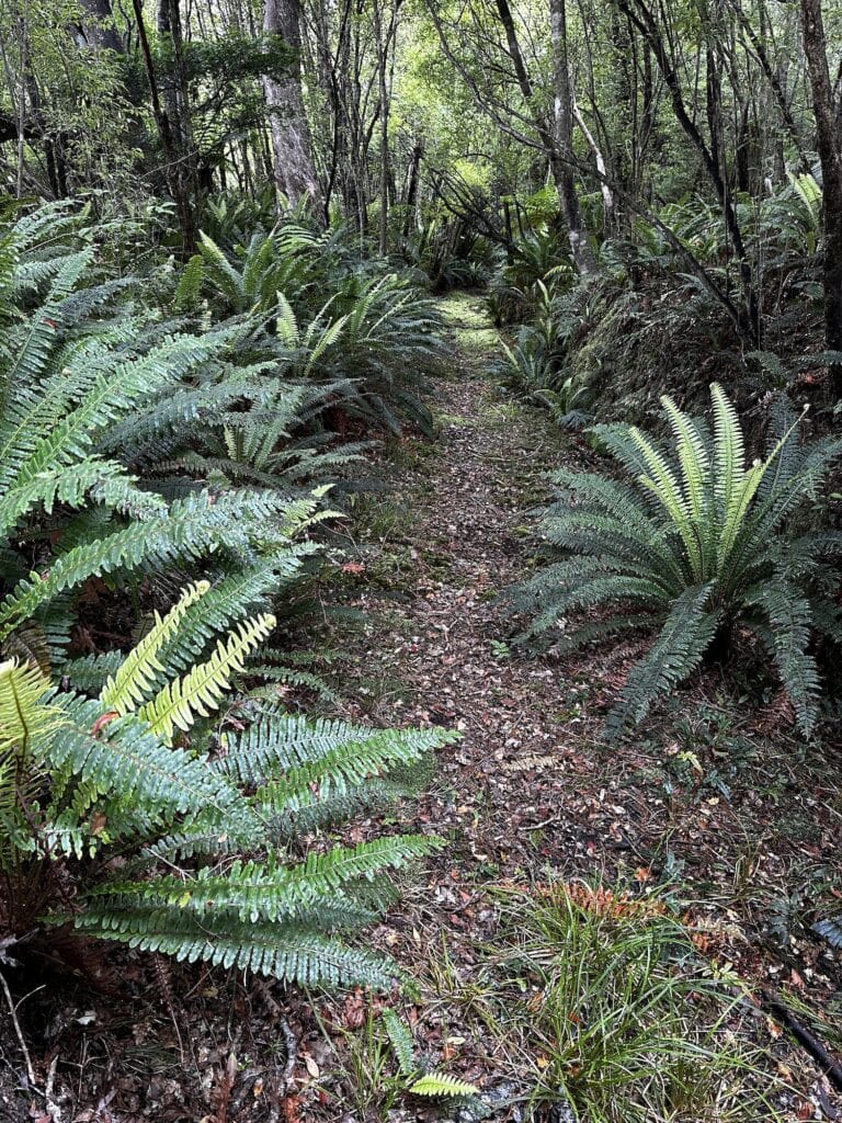 A narrow dirt path winds through a densely wooded forest with numerous ferns and green foliage on both sides.
