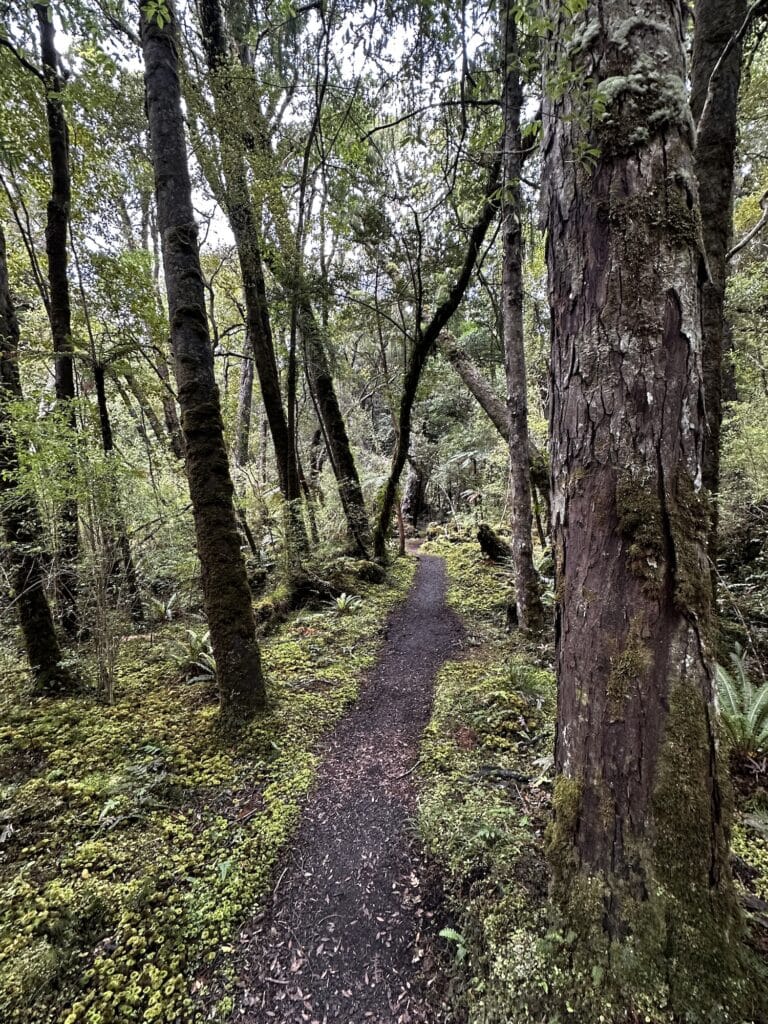 A narrow dirt path winds through a dense, green forest with tall trees and moss-covered ground.