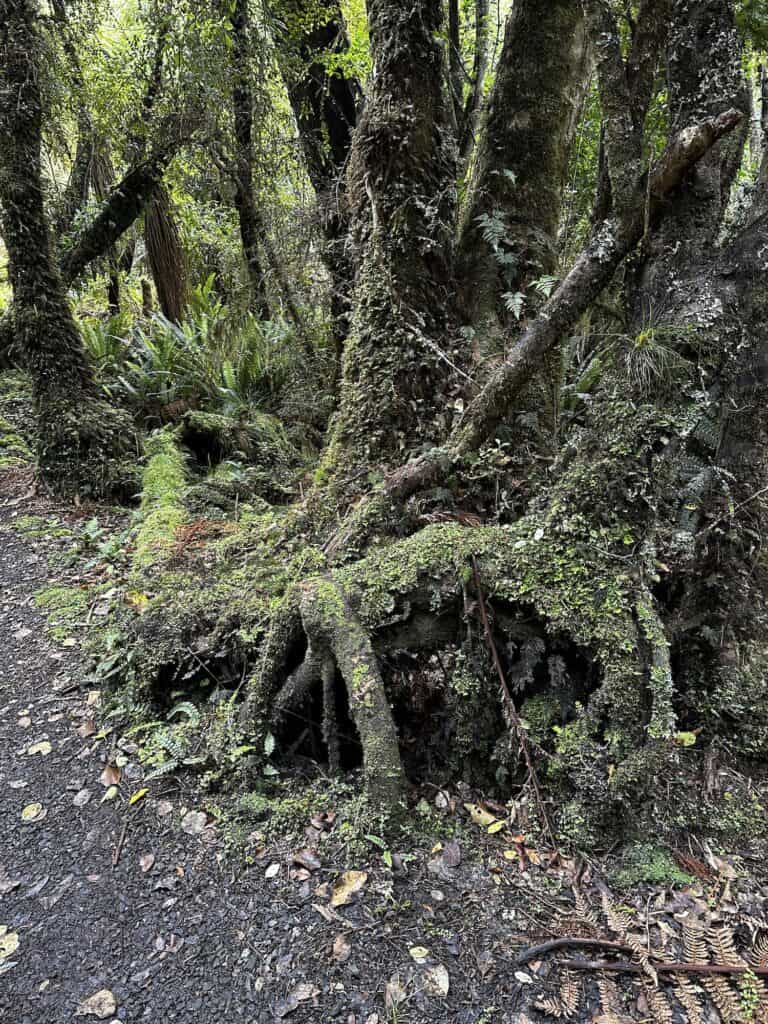 A moss-covered tree stump with exposed roots in a forest setting, surrounded by greenery and foliage. There's a dirt path on the left side of the image.