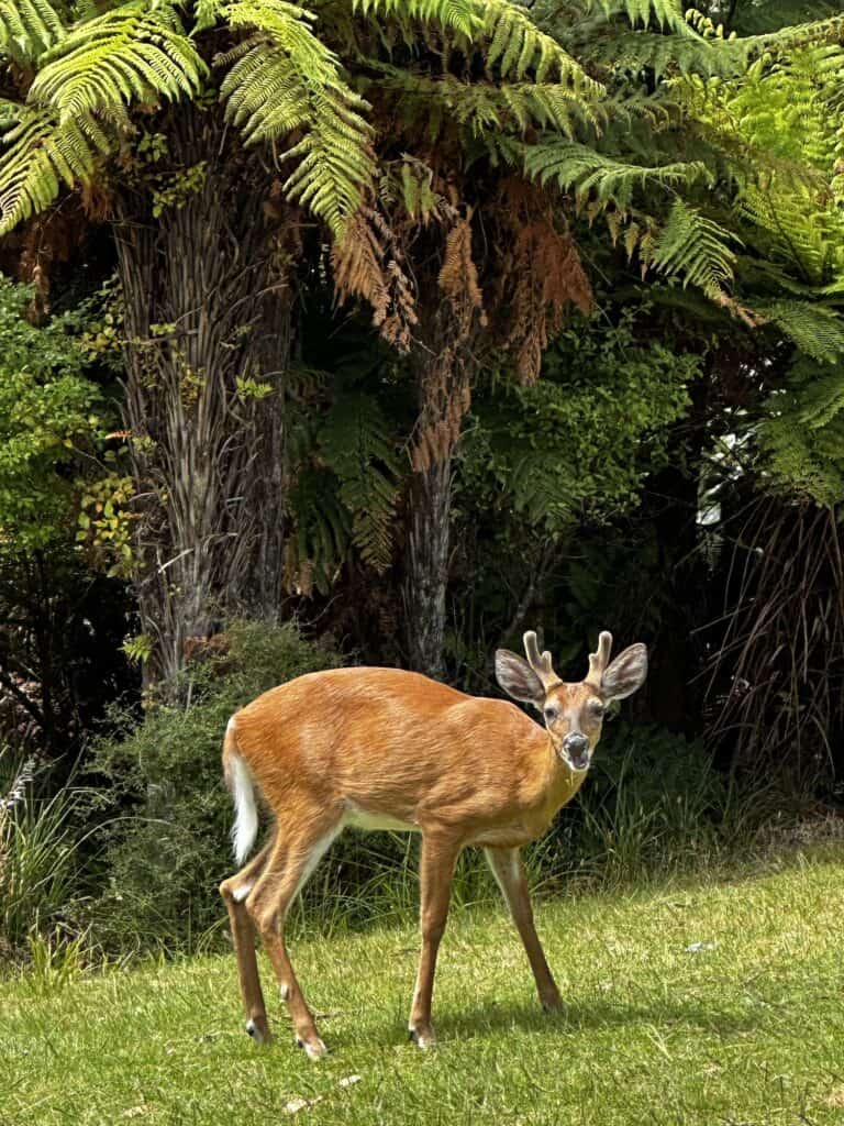 A deer with antler stubs stands on grass in front of tall, leafy trees on a sunny day.