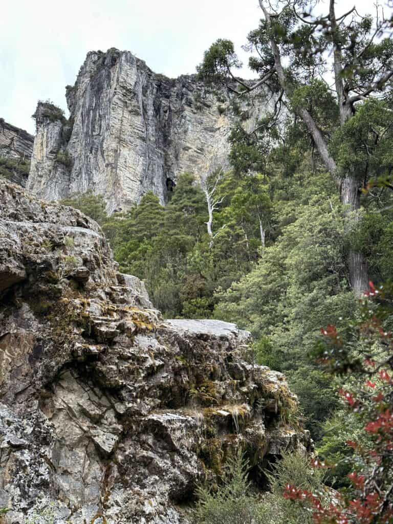 Rocky cliff face with a mix of exposed rock and dense greenery, including various trees and shrubs, under a cloudy sky, reminiscent of the rugged landscape near Frenchmans Cap.