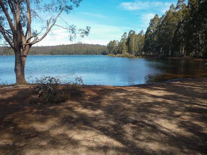A calm lake surrounded by trees under a clear blue sky. A tree and some branches are in the foreground along the sandy shore, evoking the tranquil beauty found around Salmon Ponds Tasmania.