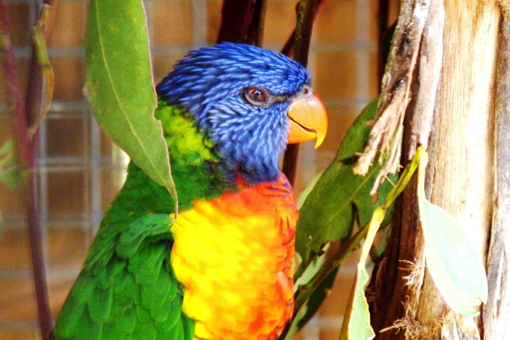 A brightly colored parrot with blue, green, yellow, orange, and red feathers perches among green leaves against a wooden background in the heart of Tasmania's Styx Valley.