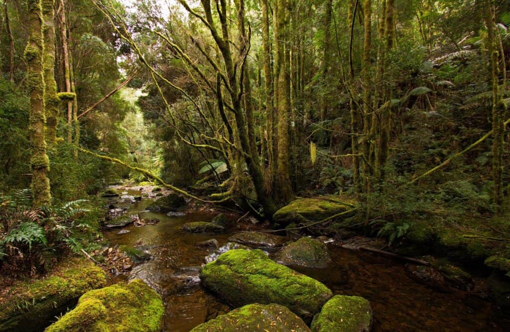 A dense forest with tall, moss-covered trees and a rocky stream flowing through the middle, surrounded by lush green vegetation, reminiscent of the serene landscapes between Derwent Bridge to Strahan.