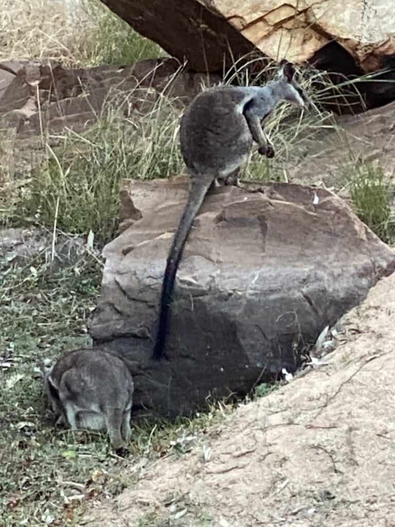 A rock wallaby with a long tail standing on a rock along the Larapinta Trail, watching over a smaller wallaby below against a backdrop of grass and boulders.