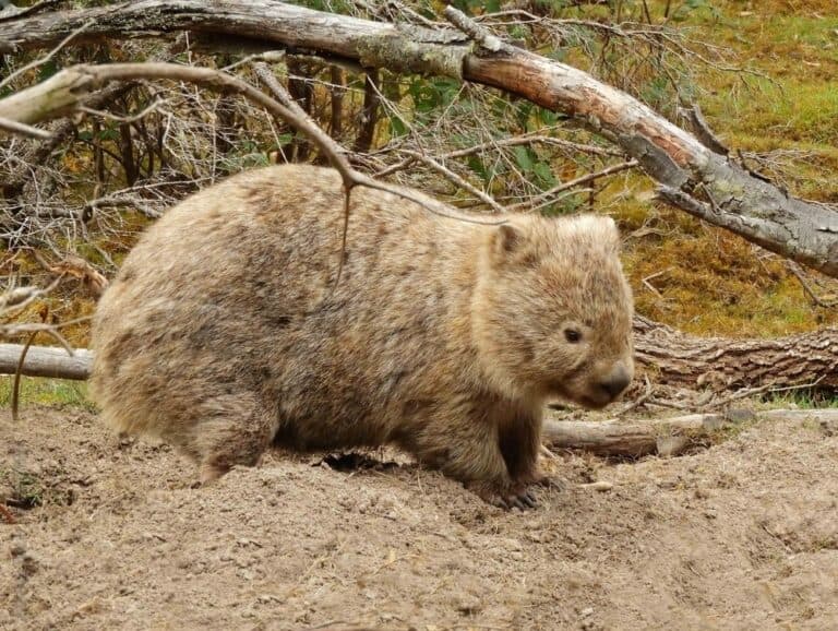 A wombat walking on a dirt ground with fallen branches and grass in the background.