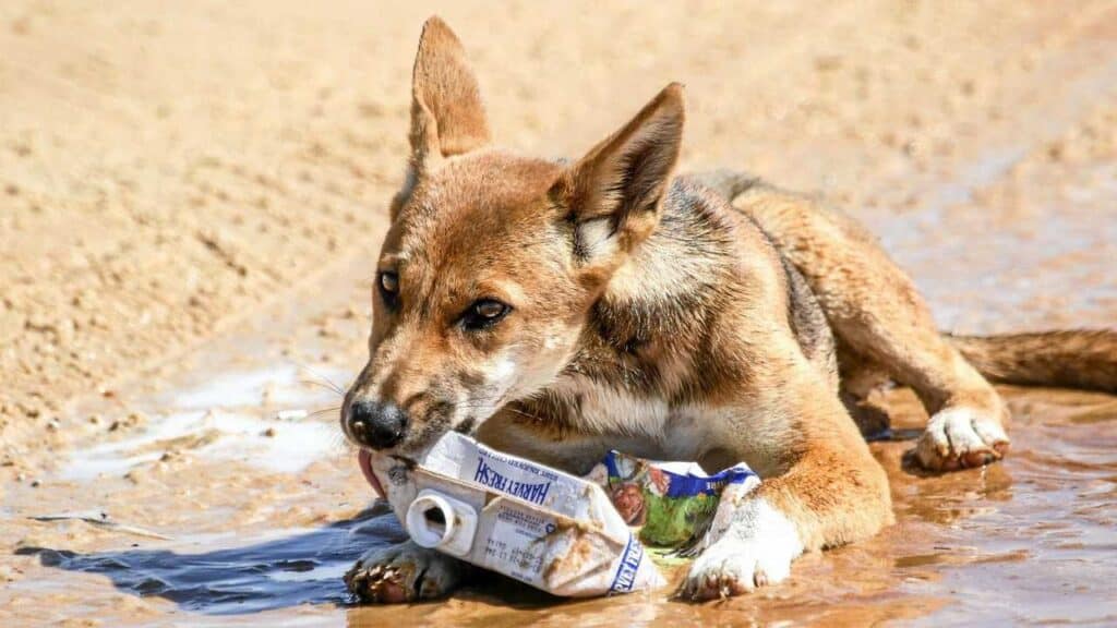 A dog lies on a wet surface, chewing on a crumpled carton, oblivious to the 7 principles of leave no trace that aim to preserve our environment.