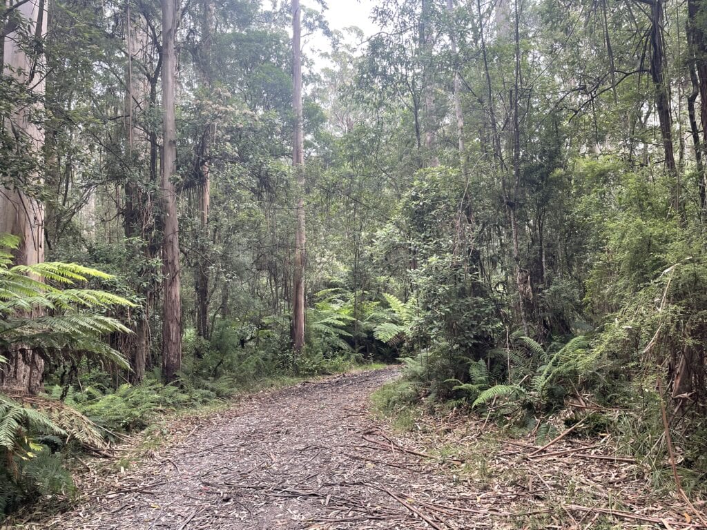 A narrow trail from the Great Ocean Walk winds through a dense forest with tall trees and lush ferns, the ground covered in fallen leaves and branches.