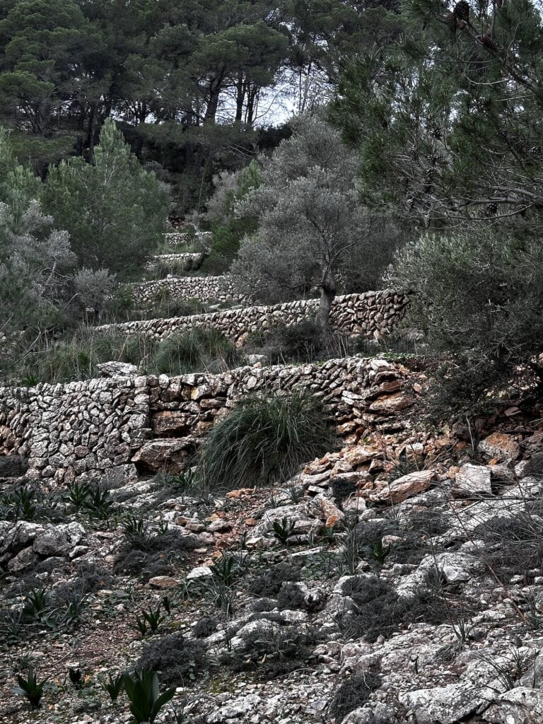 A rugged hillside with dry stone walls and sparse vegetation, primarily consisting of trees and shrubs, under an overcast sky.