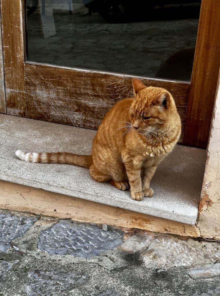 A ginger cat with stripes sits on a stone doorstep in front of a wooden door on a cobblestone surface.