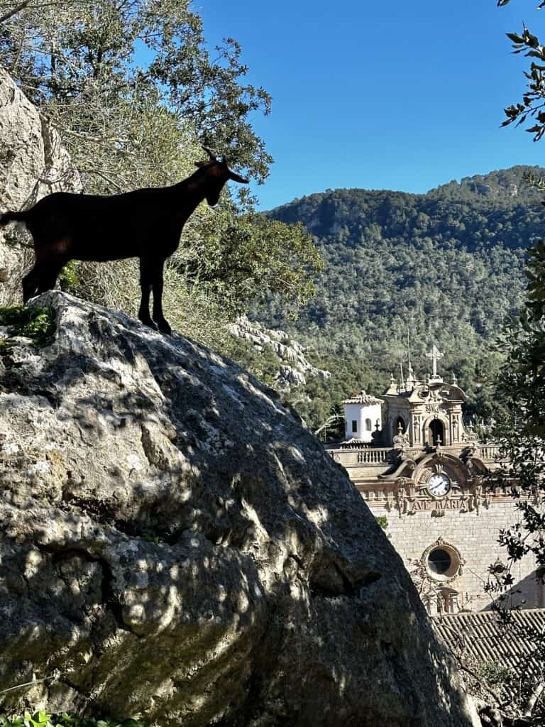 A black goat stands on a large rock, overlooking a valley with a historical building and clock tower, surrounded by green hills and trees under a clear blue sky.