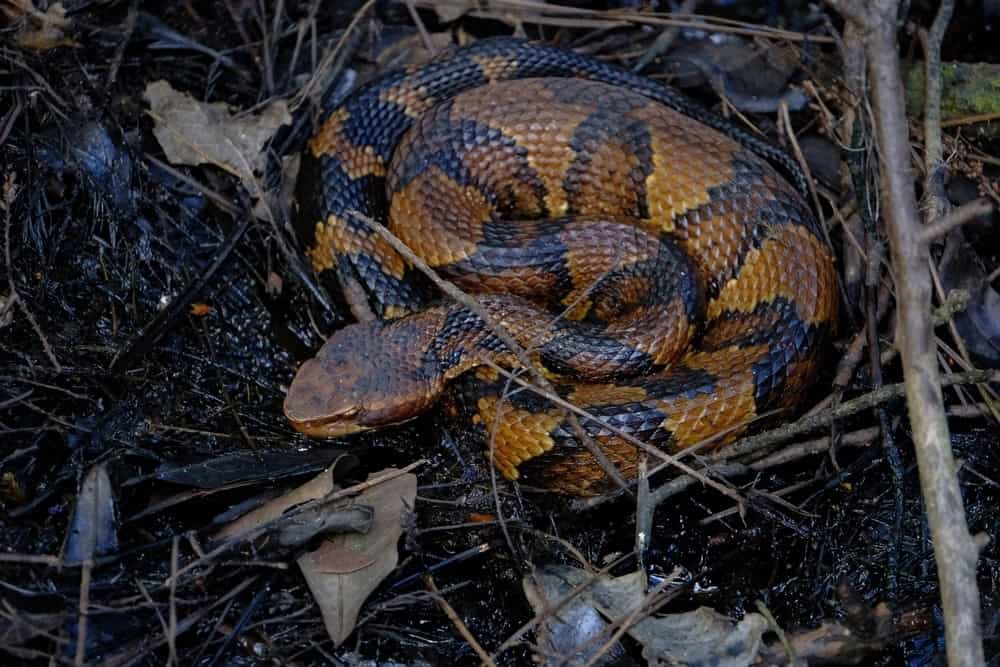 A coiled snake with shiny, patterned scales featuring brown and yellow bands lies on the forest floor amid leaves and twigs. While hiking, consider wearing snake gaiters to protect yourself from unexpected encounters like this.