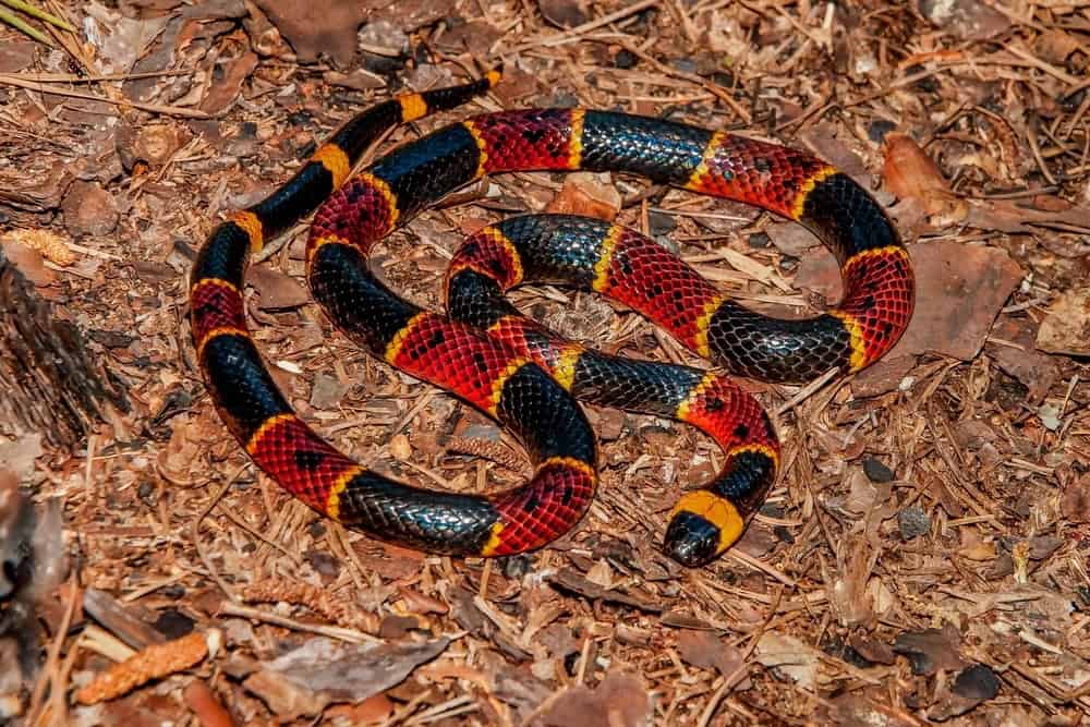 A brightly colored snake with black, red, and yellow bands lies coiled on a forest floor covered in dry leaves and twigs. To avoid snakes while hiking, it is essential to watch your step and stay on clear paths.