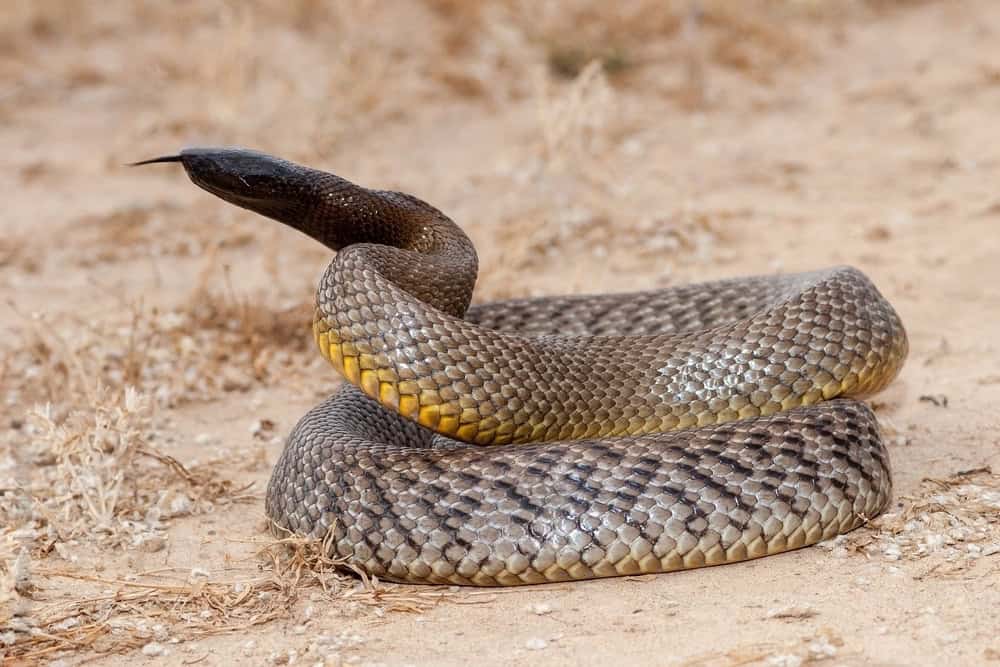 A coiled snake with yellowish underparts and a forked tongue on sandy ground serves as a reminder of why hikers should consider wearing hiking snake gaiters.
