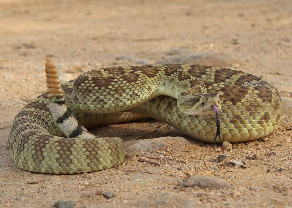 A coiled rattlesnake with distinctive brown and tan scales rests on a sandy ground, its rattler visible and tongue slightly extended. Knowing how to avoid snakes while hiking is crucial, especially in habitats like this.