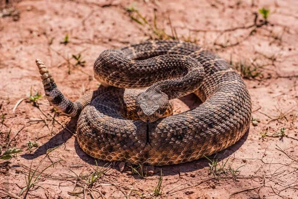 A coiled rattlesnake rests on dry, pinkish-tan soil with sparse grass and small plants scattered around. Understanding the difference between USA and Australian Snakes