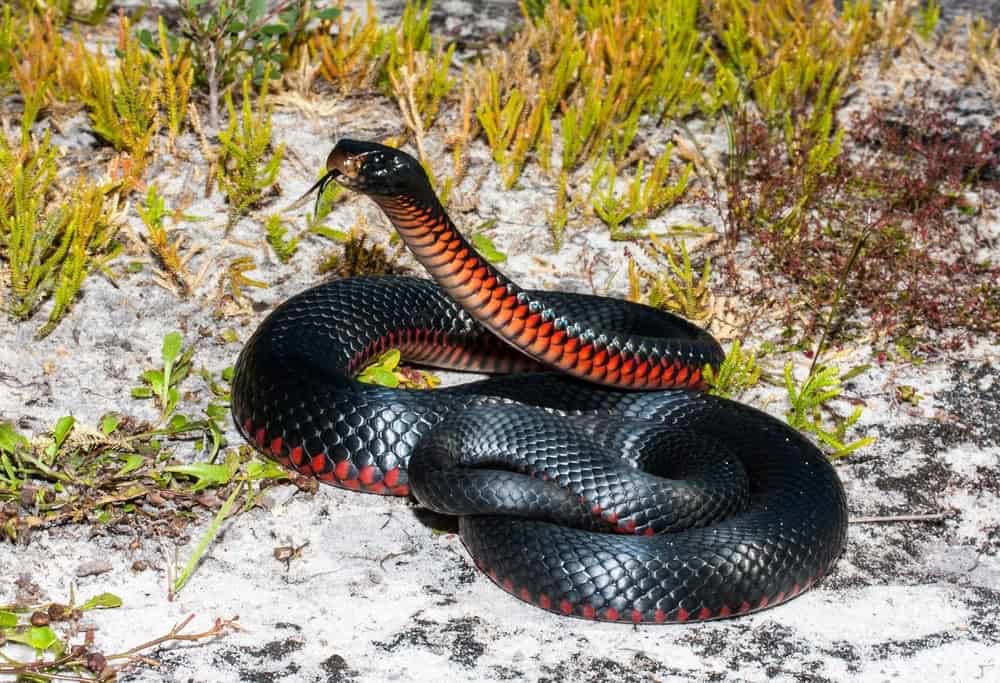 A black snake with red scales on its underbelly is coiled on the ground in a natural area with sparse vegetation, a reminder of the importance of snake bite management techniques while hiking.