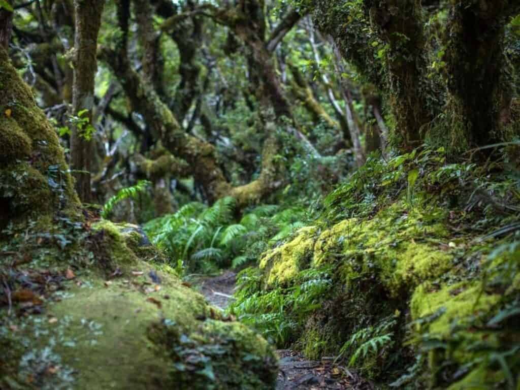 A lush forest scene with a narrow dirt path winding through dense, moss-covered trees and vibrant green ferns, much like hiking Mount Taranaki. Sunlight filters through the canopy, creating dappled patterns on the forest floor in New Zealand's North Island.