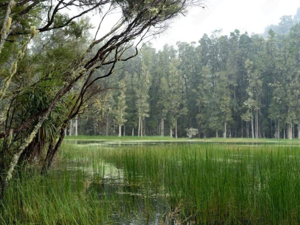 A serene lake on New Zealand's North Island, bordered by tall grass and lush forest. Trees reflect in the calm water under a misty sky. A large tree leans over the water on the left, inviting hikers exploring Mount Taranaki to pause and enjoy this peaceful, natural scene.