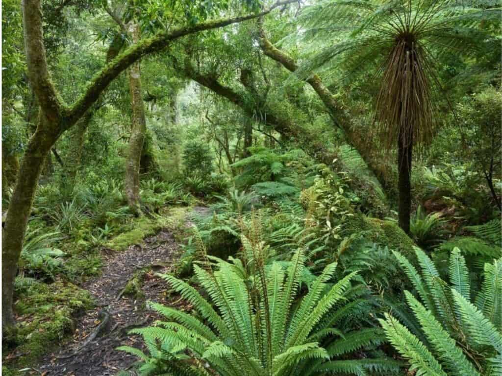 A lush, green forest scene with tall trees and dense ferns covering the forest floor, reminiscent of hiking in New Zealand's North Island. Sunlight filters through the canopy, creating dappled patterns on a narrow dirt path that invites adventurers exploring the wild beauty of Mount Taranaki.