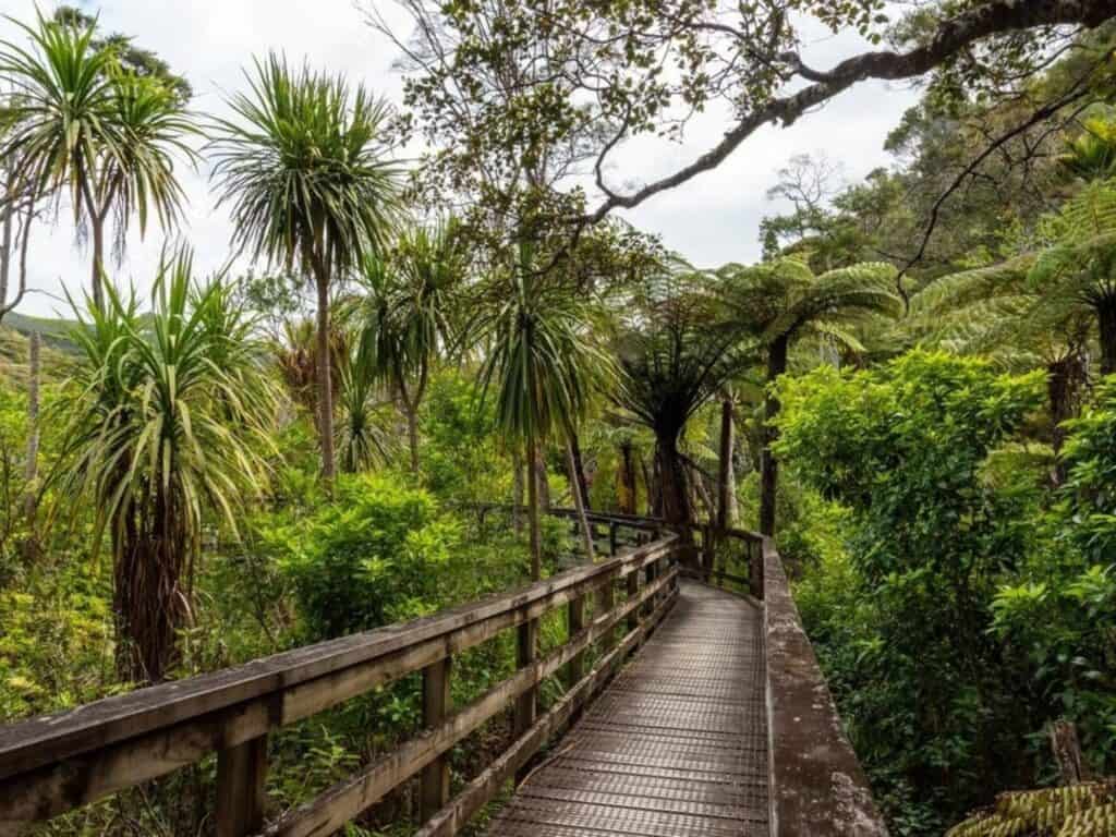 A wooden boardwalk winds through a lush, green tropical forest filled with tall palm-like trees and ferns under a cloudy sky, offering a glimpse into the breathtaking beauty of hiking New Zealand's North Island.