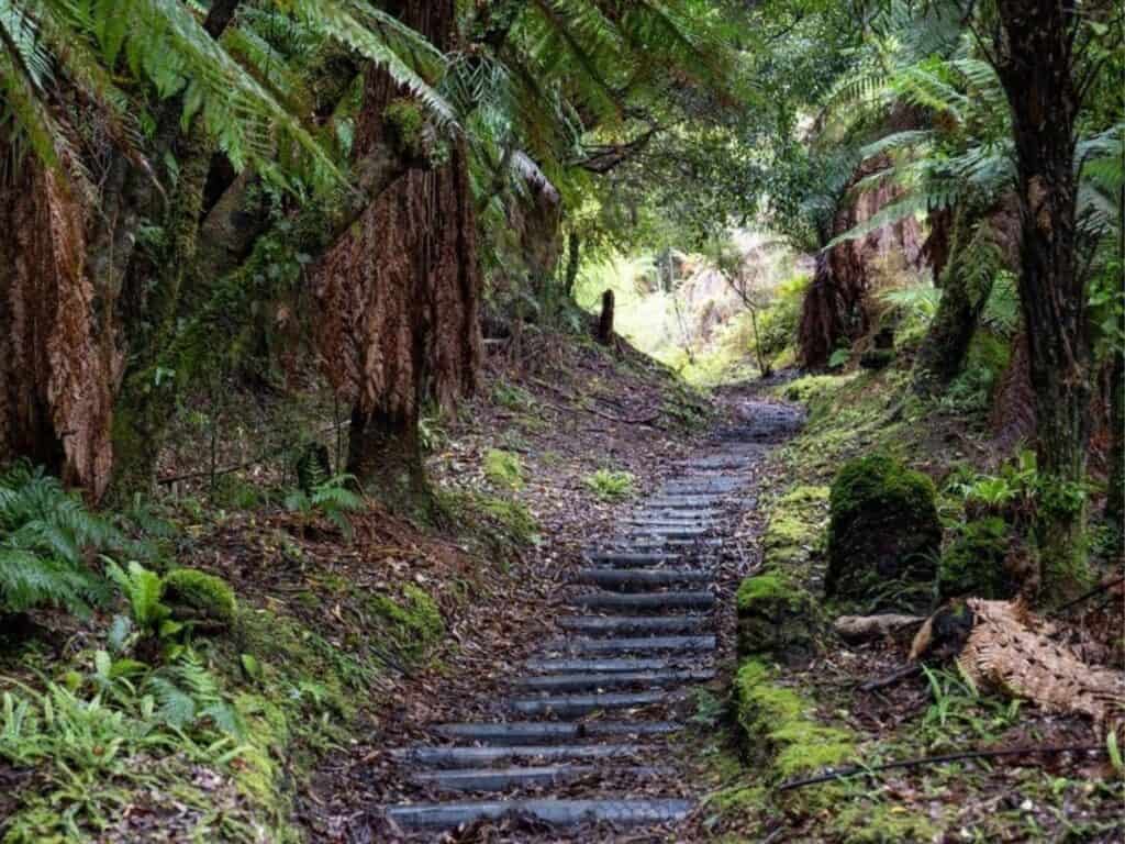 A narrow, winding path with stone steps leads through a lush, green forest filled with ferns and trees on New Zealand's North Island. Moss covers the ground and rocks, creating a serene setting. Dappled sunlight filters through the foliage, making it an ideal spot for hiking Mount Taranaki.