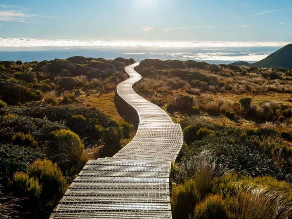 A wooden boardwalk curves through a vast green landscape under a bright blue sky, reminiscent of hiking New Zealand's North Island trails. Sunlight casts a warm glow over the grass and plants surrounding the path, inviting exploration and discovery.