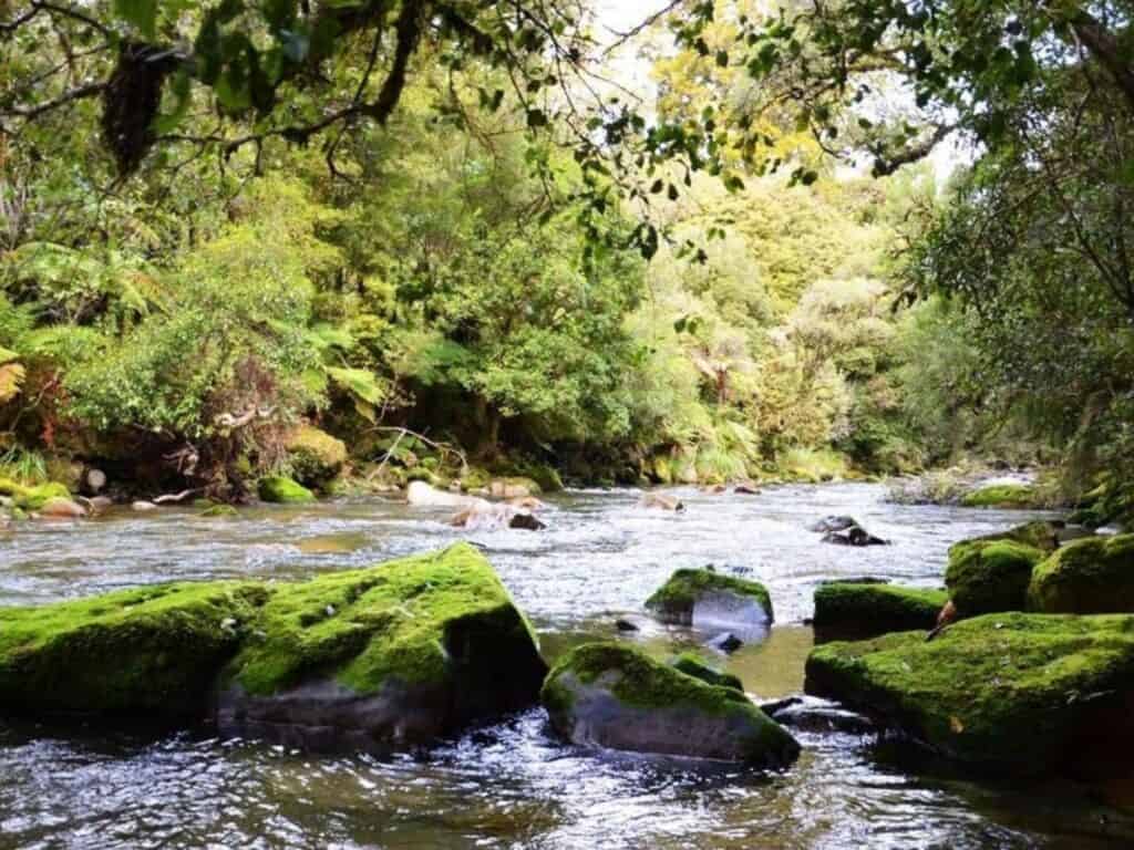 A serene river flows through a lush forest in North Island, New Zealand, with moss-covered rocks scattered along the water's edge. Sunlight filters through the canopy of green leaves, creating a tranquil scene perfect for those hiking Mount Taranaki nearby.