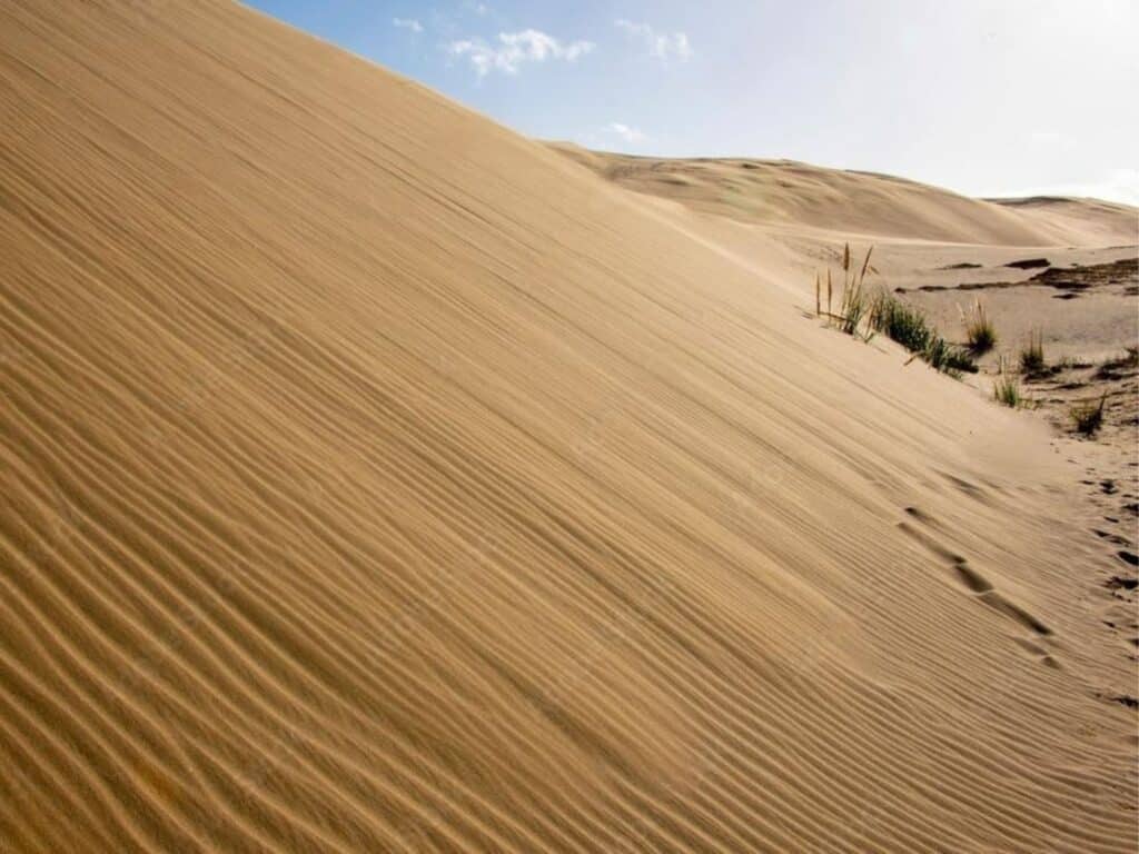 A vast sand dune with rippled patterns stretches under a clear blue sky, much like the scenic trails when hiking in North Island New Zealand. Sparse vegetation is visible in the background, adding contrast to the scene's sandy expanses.